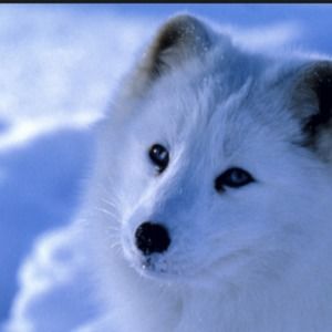 lps arctic fox